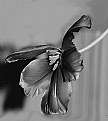 Picture Title - Spring Tulip