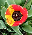 Picture Title - TULIP