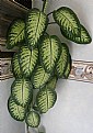 Picture Title - DIEFFENBACHIA