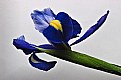 Picture Title - Iris