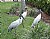 Florida Storks