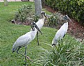 Picture Title - Florida Storks