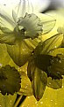Picture Title - Daffodils