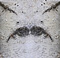 Picture Title - BIRCH FACE