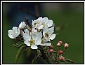 Picture Title - SPRING IN THE ORCHARD