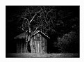 Picture Title - Tree and shed