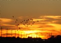 Picture Title - Birds Across Sunset