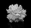 Picture Title - Rose In B&W