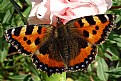 Picture Title - Butterfly