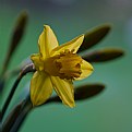 Picture Title - Daffodil