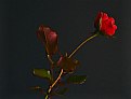 Picture Title - Rose