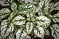 Picture Title - White Hypoestes