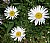 WHITE DAISY