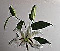 Picture Title - Easter Lily Bunny