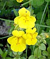 Picture Title - MONKEY FLOWER