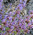 Picture Title - PENSTEMON