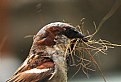 Picture Title - Sparrow