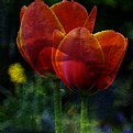 Picture Title - Tulips