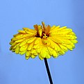 Picture Title - Yellow Flower