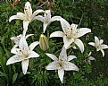Picture Title - WHITE LILY