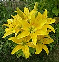 Picture Title - YELLOW LILY