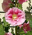 Picture Title - HOLLYHOCK