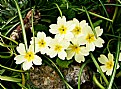 Picture Title - Primrose