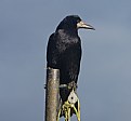 Picture Title - Rook