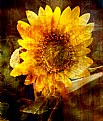 Picture Title - Sunflower