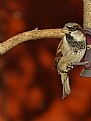 Picture Title - House Sparrow