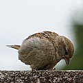 Picture Title - House Sparrow
