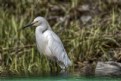 Picture Title - Snowy Egret