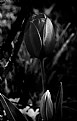 Picture Title - Tulip