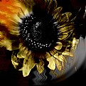 Picture Title - Sunflower