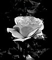 Picture Title - Rose