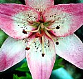 Picture Title - Lilium