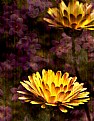 Picture Title - Yellow + Purple Flowers