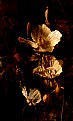 Picture Title - Welsh Poppy