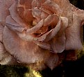 Picture Title - Rose