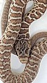 Picture Title - BULL SNAKE