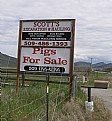 Picture Title - PIGS FOR SALE