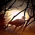 Picture Title - Bird In A tree
