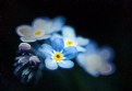 Picture Title - Forget-Me-Nots