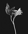 Picture Title - Old b&w flower