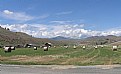 Picture Title - HAY BALES