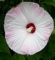 Picture Title - HIBISCUS