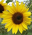 Picture Title - SUNFLOWER