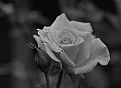 Picture Title - Simple Rose