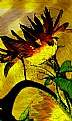 Picture Title - Sunflower