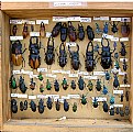 Picture Title - LUCANID BEETLES